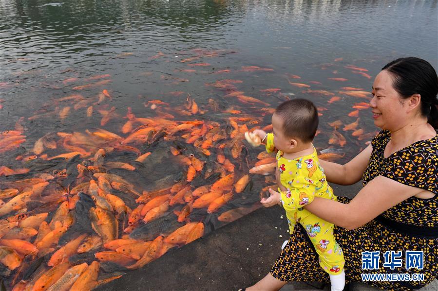 （環(huán)境）（3）福建福鼎：桐山溪畔人魚同樂(lè)